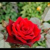 20080727_048